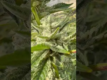 Screenshot of the Video "LIVE STREAM UPDATE! FRIDAY, MAY 22ND 4:20 PM. MEMBERS ONLY!"
