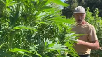 Screenshot of the Video "Fall Harvest Field Tips From the Farmer: Jesse Hill / Fallen Oak Farm / Ganjier"