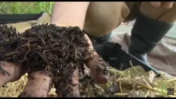 Screenshot of the Video "Living Soil for Your Cannabis Grow - Digging Deeper with Dr. David White / Ganjier"