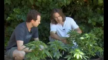 Screenshot of the Video "Seed Selection & Cultivar Considerations for Your Outdoor Grow / Derek Gilman / Ganjier"