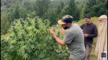 Screenshot of the Video "Ganjier Cultivator Conversations: Pineapple Dragon (Full Cut) Nikka T, Johnny Casali, Jesse Hill +"