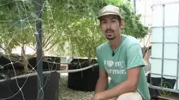 Screenshot of the Video "Two-Minute Tutorial: Pre-Harvest Watering Techniques for a Light Deprivation Cannabis Grow / Ganjier"