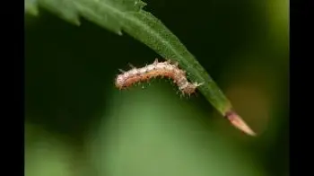 Screenshot of the Video "All-Natural Pest Control for Your Cannabis: Controlling Caterpillars / Ganjier"
