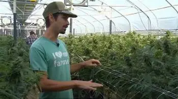 Screenshot of the Video "Canopy Management: Two-Minute Tutorial / Tyler Trudeau / Ganjier"