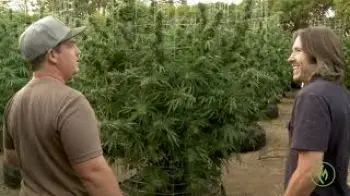 Screenshot of the Video "Mean Gene’s Magical Herb Garden Tour / Derek Gilman / Ganjier"