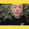 Cannabis People