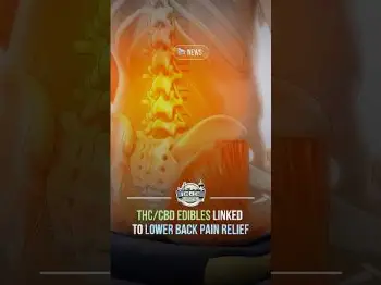Screenshot of the Video "Could THC/CBD edibles help with chronic pain? 🤔"
