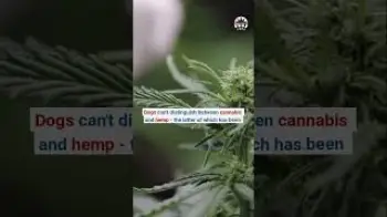 Screenshot of the Video "US Courts increasingly restrict use of sniffer dogs in cannabis related cases"