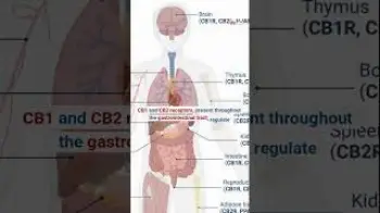Screenshot of the Video "Review of studies reveals the importance of the Endocannabinoid System in gastrointestinal diseases"