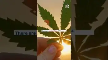 Screenshot of the Video "Polytechnic Institute of Portalegre launches course on the production of medicinal cannabis"