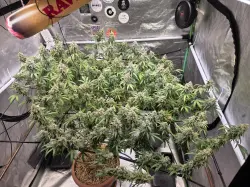 my last tree :: Visual #4lGbbfl5Nl at 420BASE