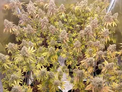 2ter run Bubblegum xL Royal Queen seeds Stecklinge selber...