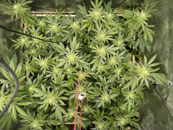 Canopy :: Visual #oOj4D4eEhV at 420BASE