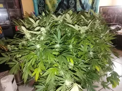 Already harvested :: Visual #kRLO0o4fZ8 at 420BASE