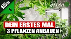 WIE ich 3 CANNABIS Pflanzen in einer Growbox ANBAUE | GreenBasics 4 | GreenConnection