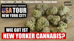 Meine Cannabis-Highlights aus New York City 🌿 | Strain Reviews: Blue Zushi, Blue Lobster und mehr