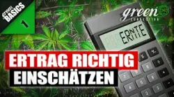 Wieviel kann ich WIRKLICH ernten ?| HomeGrow Basic&lsquo;s | GreenConnection