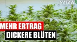 Wie und Wann ich meine Pflanzen RICHTIG beschneide | Update aus der Bl&uuml;te | lolipopping