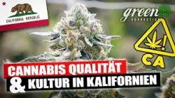 Was macht CANNABIS aus Kalifornien so besonders? | GreenConnection in Los Angeles &amp; San Francisc