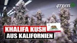 So wird KHALIFA KUSH produziert | Exklusive CANNABIS Tour in Kalifornien