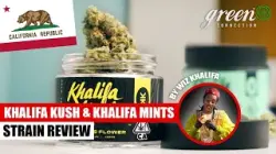Was kann KHALIFA KUSH ? | Strain Review Khalifa Kush &amp; Khalifa Mintz