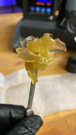 Rosin from WPFF of a Bacio Rainbow