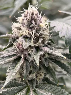 Colorado Nightshifter