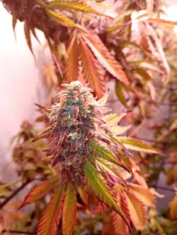 Pineappel Fruit x Alien Rock BW10 Erntetag