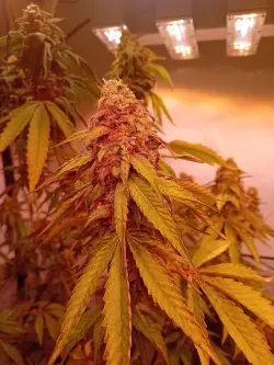 Pineappel Fruit x Alien Rock BW 8