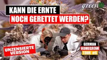 Screenshot of the Video "Was im INDOOR-GROW schiefgehen kann – ERNTE, SCHIMMEL UND ERKENNTNISSE"