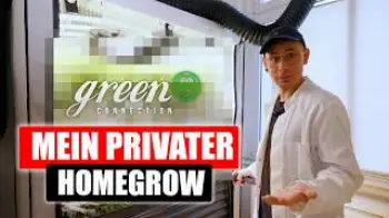 Screenshot of the Video "3 CANNABIS Pflanzen auf 800 Liter: Mein Living Soil HOMEGROW Setup"