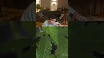 Screenshot of the Video "Thripsebefall an Cannabispflanzen | #timmterpentino auf #Twitch"