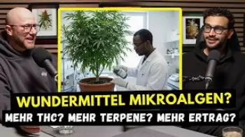 Screenshot of the Video "Wundermittel Mikroalgen?   Mehr Ertrag? mehr Terpene? mehr Wirkstoff?"