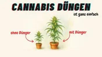 Screenshot of the Video "Cannabis düngen ist wirklich einfach...und so funktioniert es - feat.  Green House Feeding"