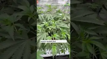 Screenshot of the Video "Test zum Übergang in erste generative Phase"