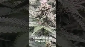 Cropsteering 3. run | sensorless