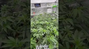 Screenshot of the Video "Cropsteering ohne Sensorik? Geht das? Schau rein :)"