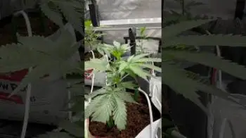 Screenshot of the Video "Da springt einfach die Pumpe an| spontan kurz zur Bewässerung"