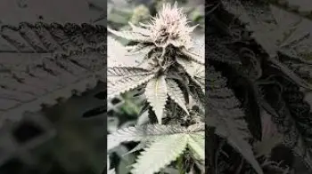 Screenshot of the Video "Undercannopylight | Benutzung ohne zu viel Stress zu verursachen erklärt"
