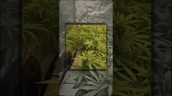 Screenshot of the Video "Blütetag 11 👽"