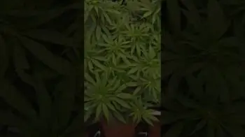 Screenshot of the Video "Blütetag 10 hat begonnen - Watermelon Skittelz & Gorilla Skittelz 👽"