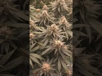 Screenshot of the Video "Blütetag 43 🚀"