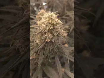 Screenshot of the Video "Blütetag 46 🫣"
