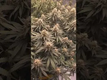 Screenshot of the Video "Blütetag 44 🌸 - Diese Äste haben zu tragen 💪"