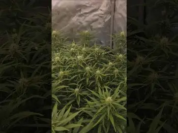 Screenshot of the Video "Daily Update - Blütetag 18 🌱"