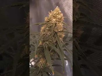 Screenshot of the Video "Blütetag 42 🌸🚀"