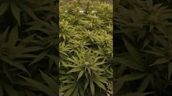 Screenshot of the Video "Daily Update - Blütetag 17 🚀"
