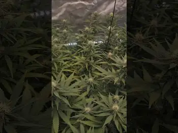 Screenshot of the Video "Blütetag 20 - morgen wird entlaubt ✂️🥦"