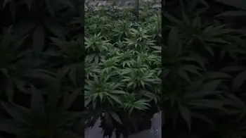 Screenshot of the Video "Flowering Day 9 🌸 Der Stretch läuft weiter"