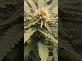 Screenshot of the Video "Blütetag 22 🌸 Watermelon Skittelz & Gorilla Skittelz"